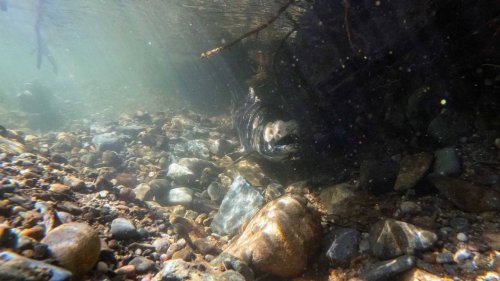 Chinook salmon fishing to return to these three Sacramento-area rivers