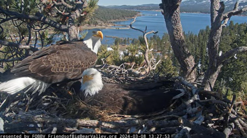 Bald eagles Jackie and Shadow keep tending to 3 eggs that won’t hatch in California