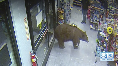 Bear known for ransacking California stores killed by family on campout, officials say