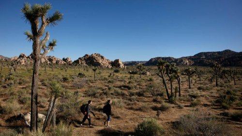 20-year-old hiker dies in 120-degree heat at Joshua Tree National Park in California