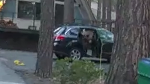 Huge Bear Found Trapped Inside Lake Tahoe Car. Watch Deputies Free It ...