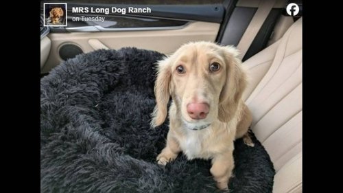 Dog goes missing in Oregon airport. A day later, workers catch a glimpse of him