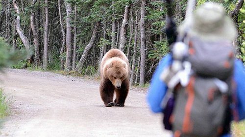 Sacrificing a ‘slower’ friend isn’t the way to escape bears, NPS says. Here’s what is