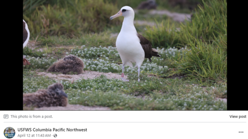 ‘World’s oldest’ albatross loses long-time mate. Now, she’s back on the hunt for love