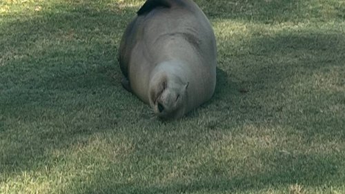 Pregnant sea lion wanders onto California golf course, gets escorted back to the ocean