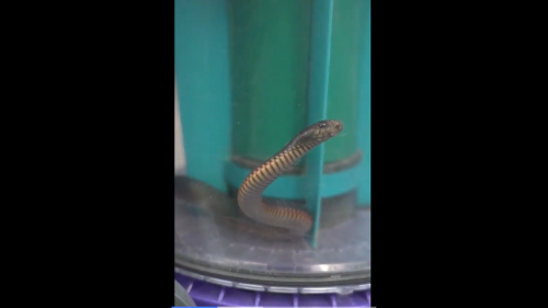 Venomous snake messes with wrong Australian woman and gets sucked into vacuum cleaner
