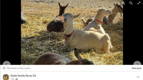 Pregnant goats and newborns stolen from California dairy farm. ‘I want to give up’