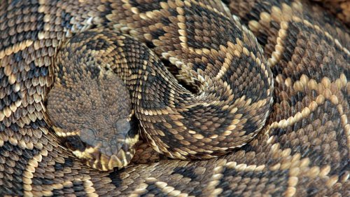 Rattlesnake bites 3-year-old taking out trash barefoot with her dad in California