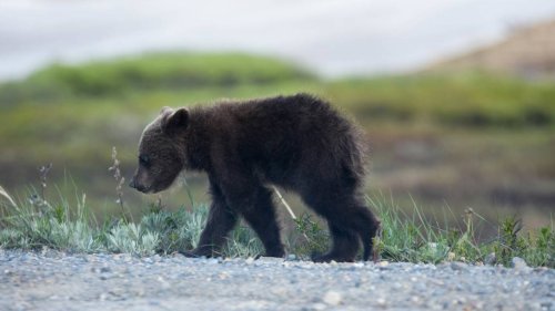 Homeowners find bear cub in kitchen. It had to be euthanized, Colorado officials say