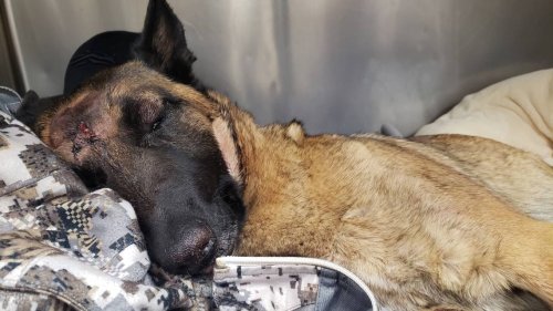 Eva, the California dog that saved her owner from a mountain lion, may leave the vet today