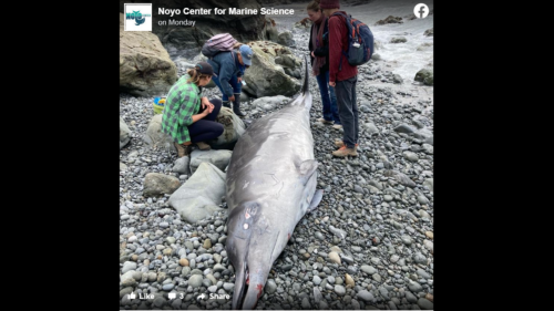 Mysterious whale washes up dead on California beach — and scientists are puzzled