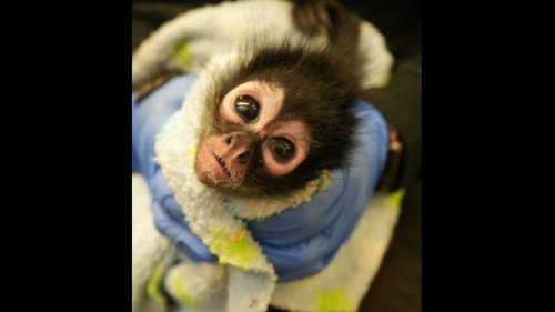 Endangered spider monkey rescued in drug raid gets new life, California zoo says
