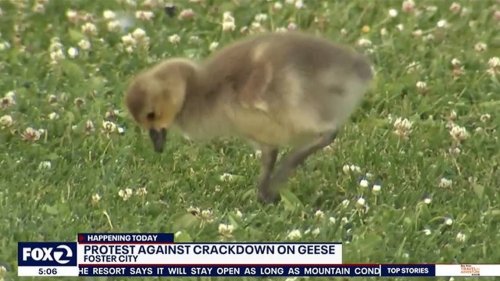 ‘Horribly cruel.’ Protests erupt as California city considers killing geese over poop
