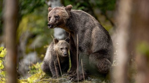 Persistent grizzly and her cub euthanized after break-ins, Montana officials say