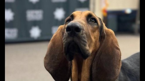 81-year-old with dementia vanishes in CA. ‘Superstar bloodhound’ saves the day