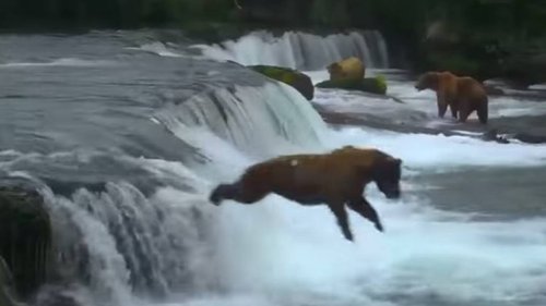 Watch this huge bear stick a ‘perfect’ landing while diving into rushing Alaska river