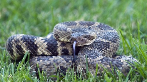 Here’s what to do (and not do) if a rattlesnake bites you on a California hike