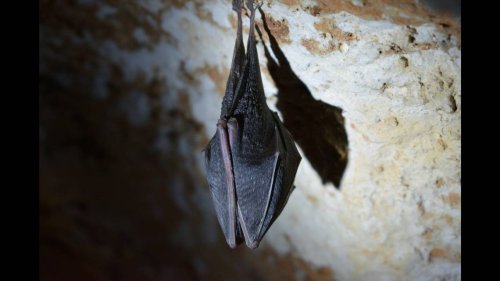 Visitors possibly exposed to rabid bat at world-famous CA zoo, officials warn