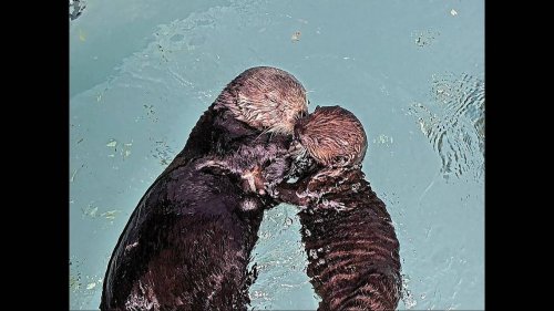 Orphaned sea otter pup paired with surrogate mom — a ‘milestone’ for endangered species