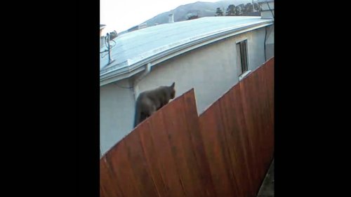 ‘Mountain lion’ seen on home video proves to be something else, California cops say