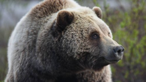 ‘Highly aggressive’ grizzly bear charges and bites vehicle in Montana, officials say