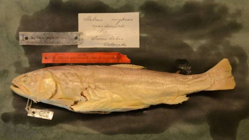 ‘Zombie fish’ in Colorado sparks search for fish not seen in more than 120 years