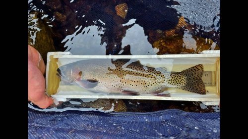 Fish tagged ‘extinct’ 85 years ago found naturally reproducing in Colorado waters, officials say