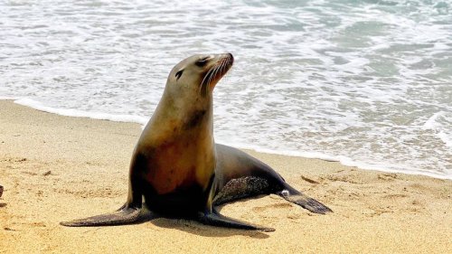 Visitors keep harassing sea lions at iconic California beach. Now city orders closure