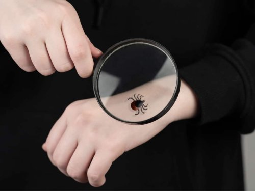 The Ultimate Guide to Spotting Ticks Before They Bite