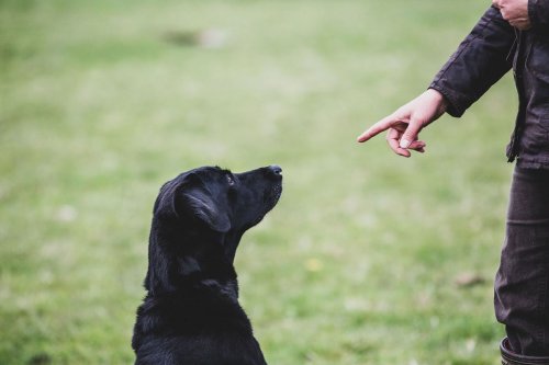 Punishment, puppies, and science: Bringing dog training to heel