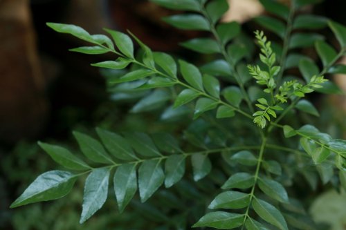 On growing the beautiful, flavorful curry leaf plant