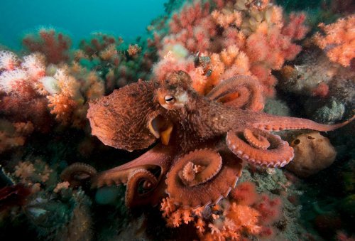 Is intelligence a human construct? “Octopus!” suggests its time to think differently about animals
