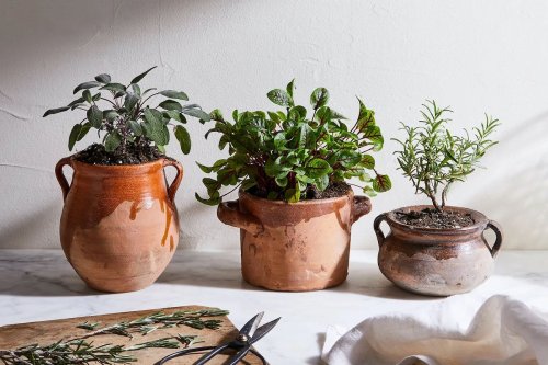 10 vegetables that thrive in pots — no garden required