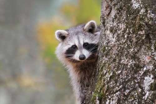 How to vaccinate raccoons for rabies? From the sky