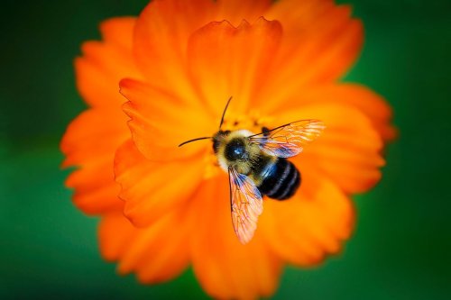 Bees' average lifespan has halved in fifty years. Here's why that's bad news for humanity