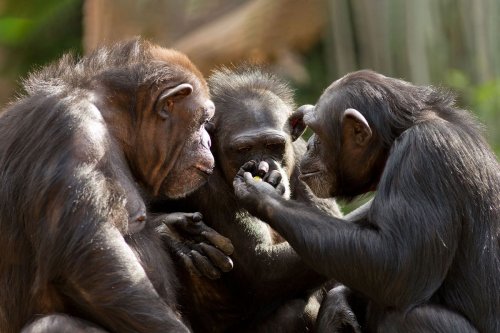 Chimpanzees have their own language — and scientists just learned how they put "words" together