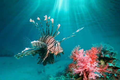 Lionfish are harming our oceans — here’s one (delicious) way to fight them