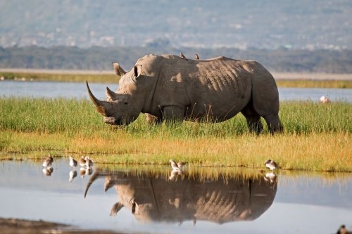 Thanks to a genetic breakthrough, a rare rhino species may be rescued from extinction