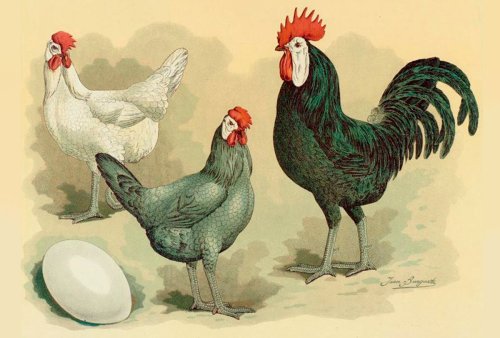 It’s time to shed our misconceptions about chicken intelligence
