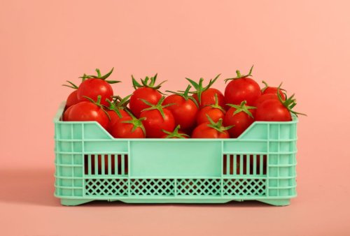 What using up my end-of-summer-tomatoes taught me about cooking