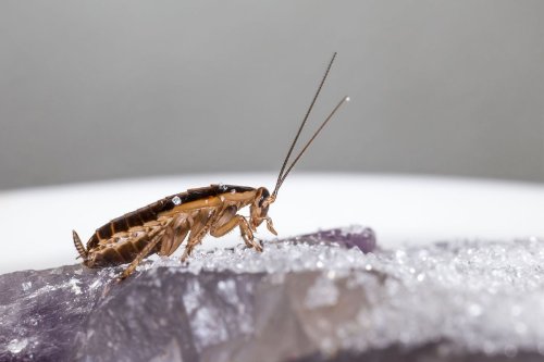 Cockroaches are evolving to have a sugar-free diet, posing problems for pest control