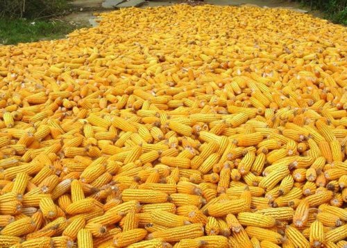 Russia halts imports of GMO corn after cancer study
