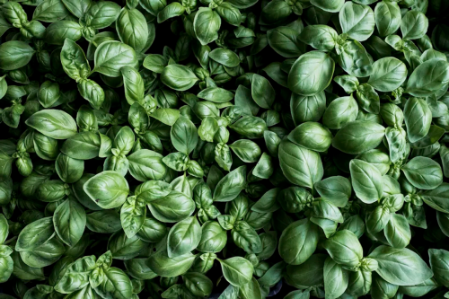 How to grow basil, summer’s favorite herb