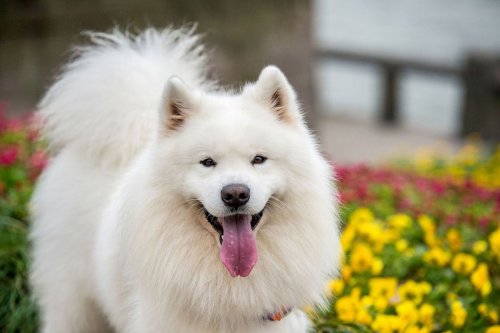 The 20 cutest dog breeds, according to science