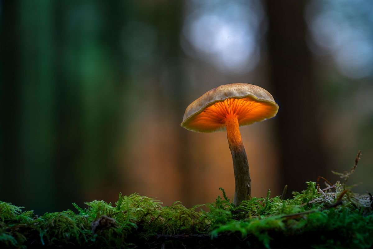 Year of the mushroom: Why 2022 was defined by fungi