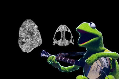 Kermit the Proto-Frog? Scientists name ancient amphibian ancestor after the iconic Muppet