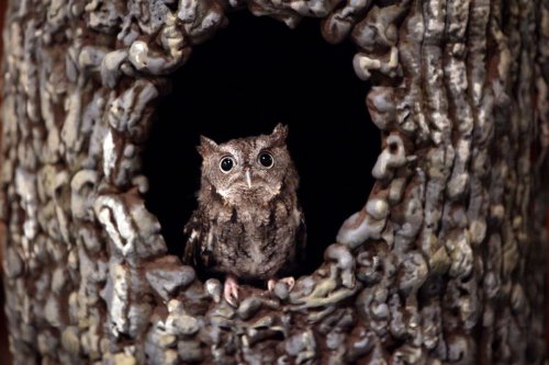 What an orphan owl taught an ecologist about bird intelligence
