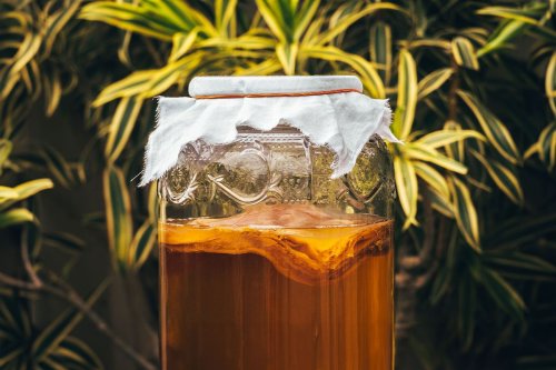 Research suggests that kombucha microbes may mimic the effects of fasting, without actually fasting