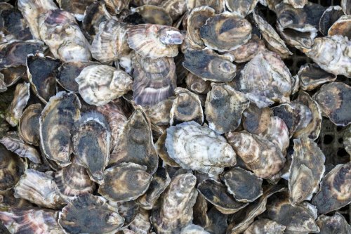 Why do some vegans eat oysters?