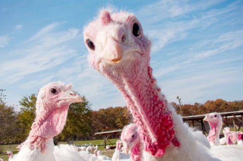 Stop eating Thanksgiving turkey! Why it's time to give up this big fat holiday travesty